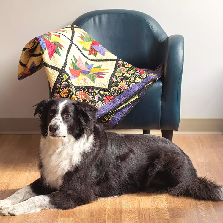 Noble dog with quilt
